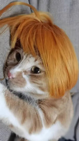 Pet Wig for Dogs & Cats - Curly & Straight Hair - DIY Halloween Accessory
