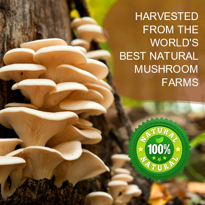Lion's Mane Mushroom Coffee Blend 226g with Reishi and Cordyceps