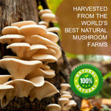 Lion's Mane Mushroom Coffee Blend 226g with Reishi and Cordyceps