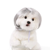 Pet Wig for Dogs & Cats - Curly & Straight Hair - DIY Halloween Accessory
