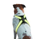 Color Changing LED Light Pet Collar with 8 Gears - Explosion-Proof Traction