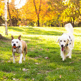 525924281